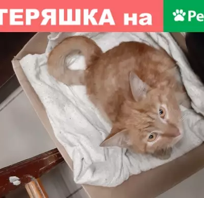 Найден рыжий котик на ул. Пушкина, 42