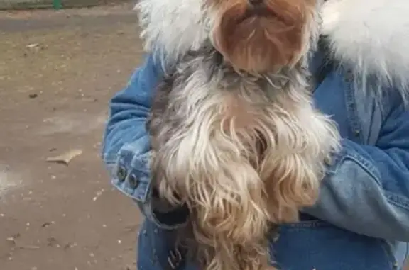 Найдена собака на Новозаводской, девочка