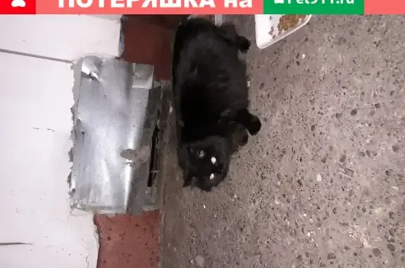 Найдена домашняя кошка на ул. Адоратского, д.71-79