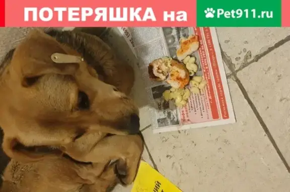 Найдена добрая собака в Домодедово, ул. 1-я Коммунистическая, 31
