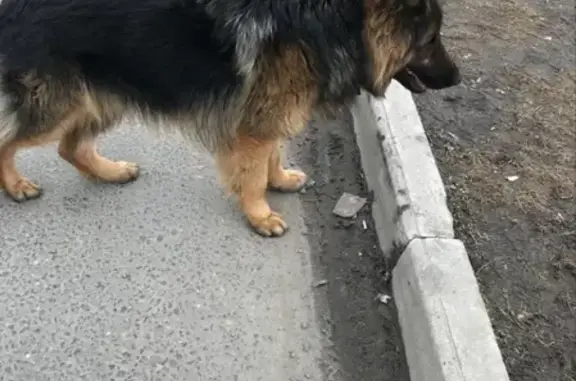 Собака найдена возле Окей и Леруа Россия на М-7, 50 км.