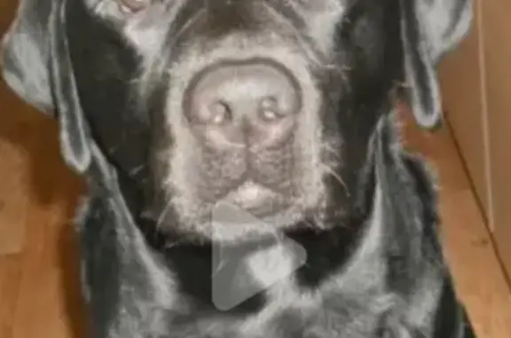 Объявления о пропавших и найденных животных, Липецк, фото: Пропала собака Арчи, ул. Папина, Липецк