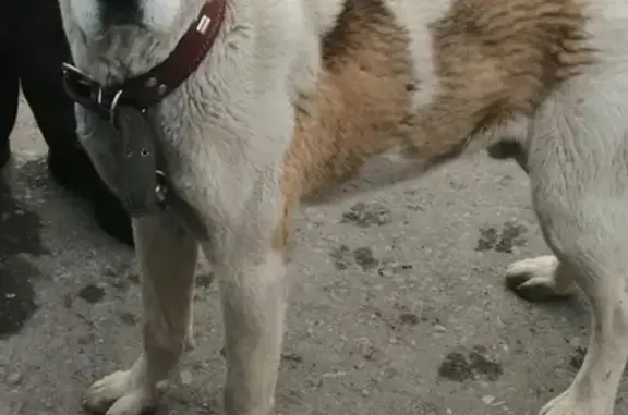 Собака породы Алабай найдена в Пензе.