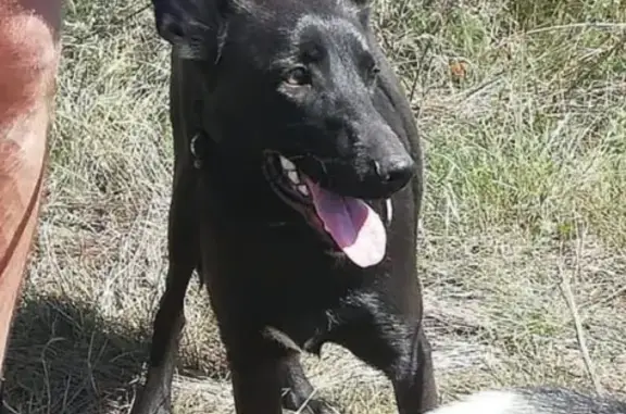 Собаки потеряшки, Краснодар, фото: Потеряшка собака Граф на ул. Ген. Трошева в Краснодаре