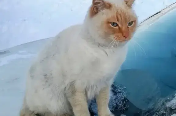 Найдена кошка в Екатеринбурге
