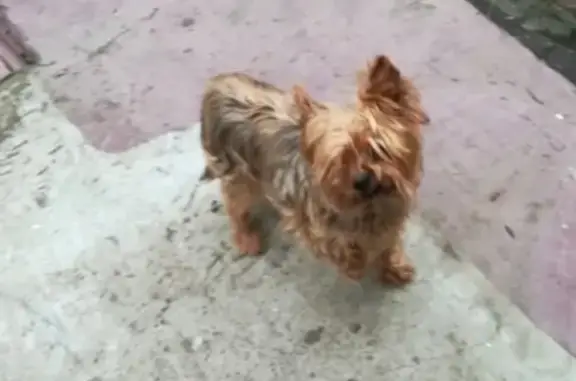 Пропала собака на улице Артамонова, Москва