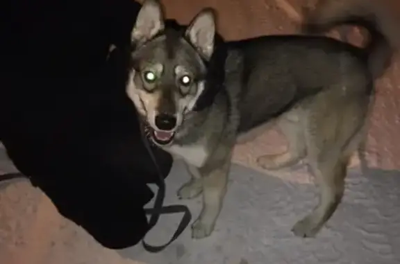 Собака Лайка найдена в Томске