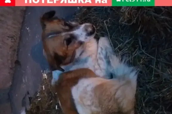 Найдена собака на улице Академика РАН, 19