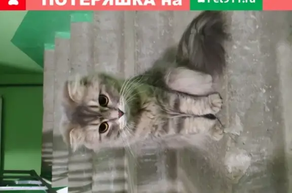 Найдена кошка на Испанских Рабочих, 40