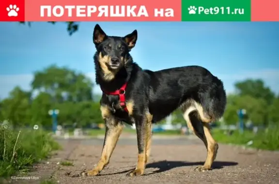 Пропала собака Лайма в деревне Матюшино, Московская область