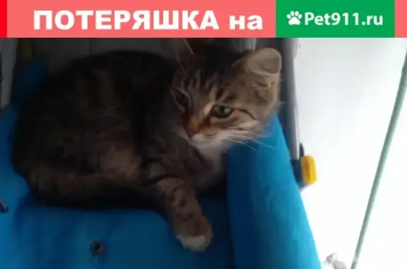 Найдена кошка на ул. Чкалова, Ярославль