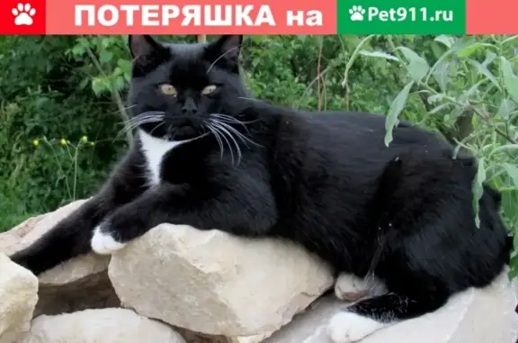 Пропала кошка в Обнинске, угол Ленина и Комсомольской, черный с белой грудкой и лапками, без ошейника.