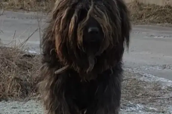 Найден одичавший пёс в Кировском р-не, нужен хозяин