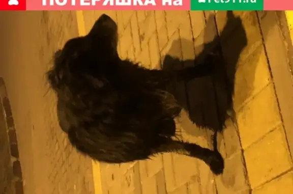 Найден чёрный пёс с Олимпийского, возможно плохо видит