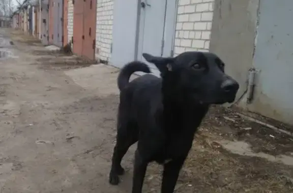 Найдена собака в Электрогорске, район ГСК Контур.