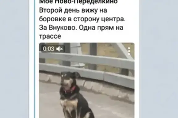 Собака найдена на Боровском шоссе, Внуково.