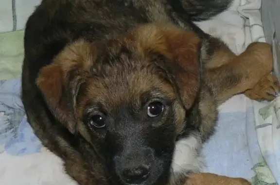 Пропала собака в Евпатории, возраст 1 год, красивый окрас и сердечко под хвостом