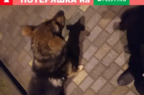 Собака найдена на Ленинском проспекте.