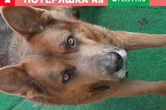 Потерянные животные Ставрополь, фото: Пропала собака на Артиллерийской улице, рыжий окрас с черным