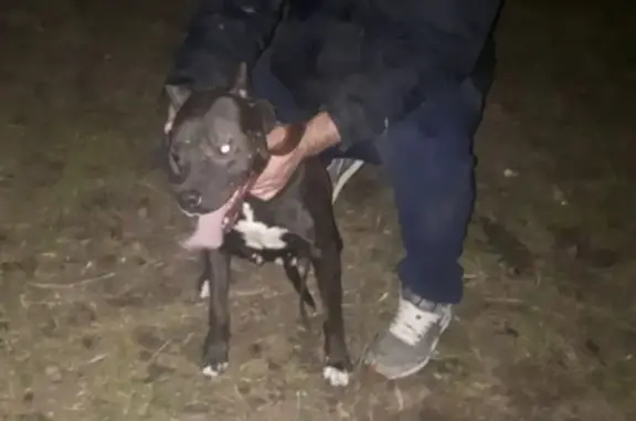 Найдена собака на Краснополянском переулке 3а в Курске