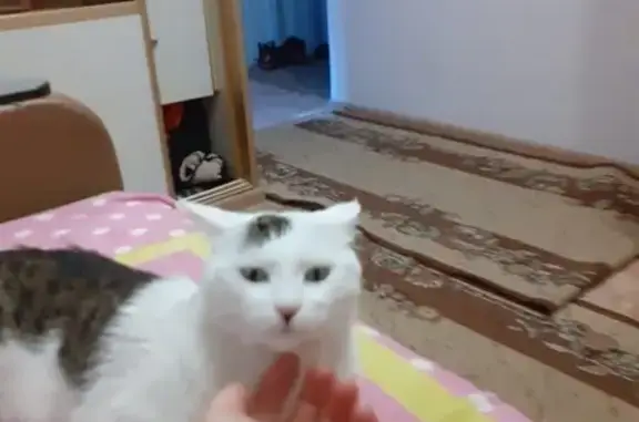 Потерянные животные Владивосток, фото: Пропала кошка на Тобольской, белый с чёрным и коричневым.