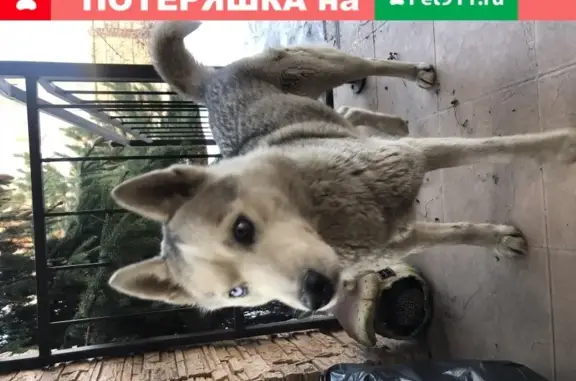 Собака Хаски/Лайка найдена в Тимофеевке, возраст до года.