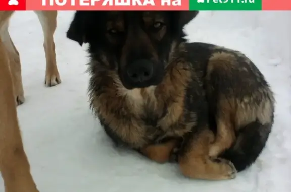 Пропала стерилизованная собака Белла на Санаторной улице, Марфино.