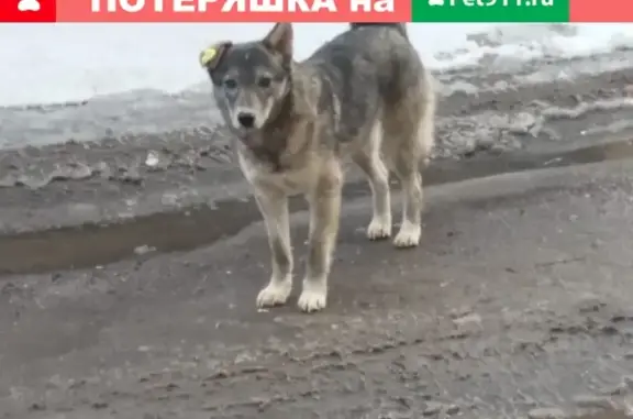 Пропала собака Малыш Волчок на улице Санаторная, Мытищи
