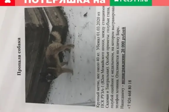 Собаки потеряшки, Москва, фото: Потеряшка собака Барс из ПСК Руза-1 на Можайском шоссе