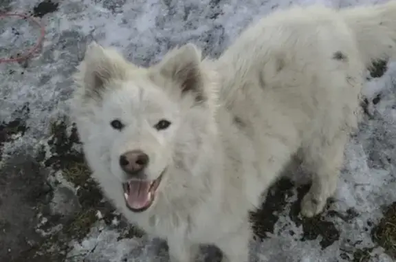 Пропала собака Снежок в Нижних Вязовых
