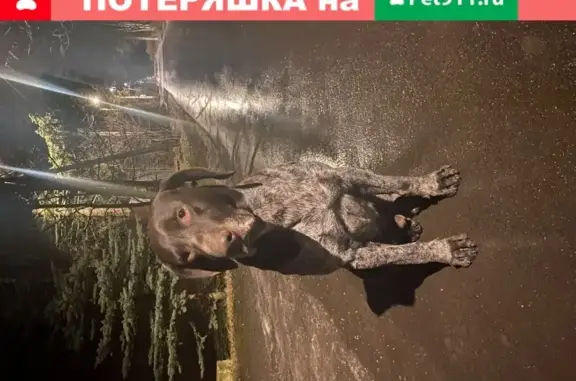 Пропала собака в Москве, помогите найти хозяина!