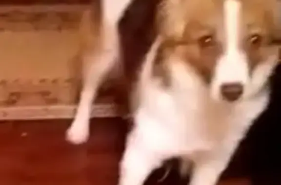 Потерянные животные Волгоград, фото: Пропала собака на Набережной, вознаграждение за находку (Волгоград)