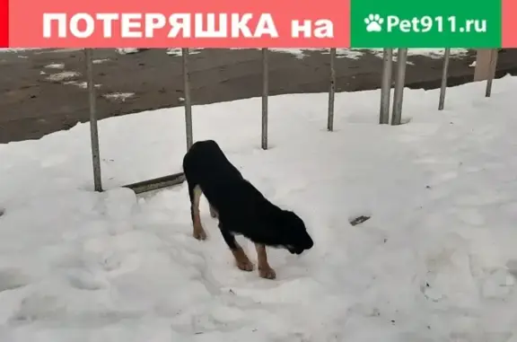 Найден щенок на Российской в Уфе
