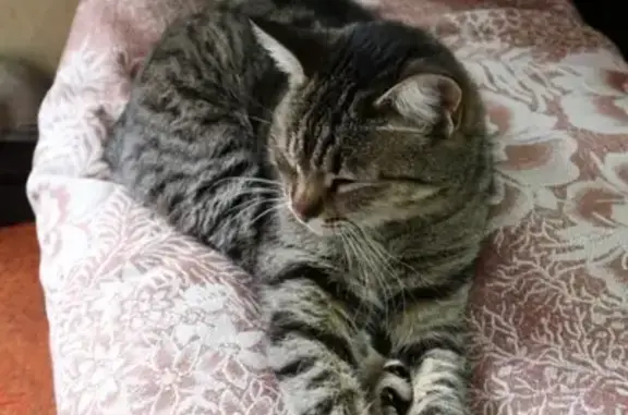 Кошки потеряшки, Ростов-на-Дону, фото: Потеряшка кошка на ул. Лучистая, Ростов-на-Дону