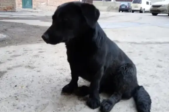 Найдена собака около ТЦ Питер в Чебоксарах