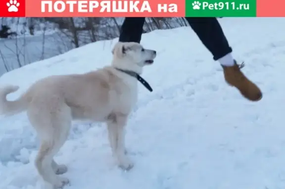 Пропала собака в районе Трифонова монастыря, контакты хозяев.
