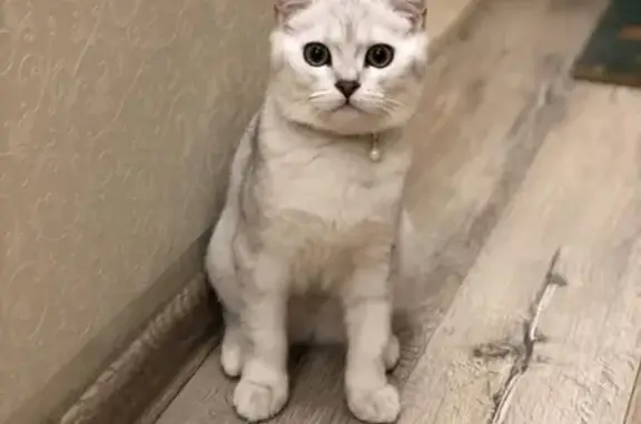 Кошки потеряшки, Санкт-Петербург, фото: Потеряшка кошка Шотландец на пр. Маршала Жукова, 33к1