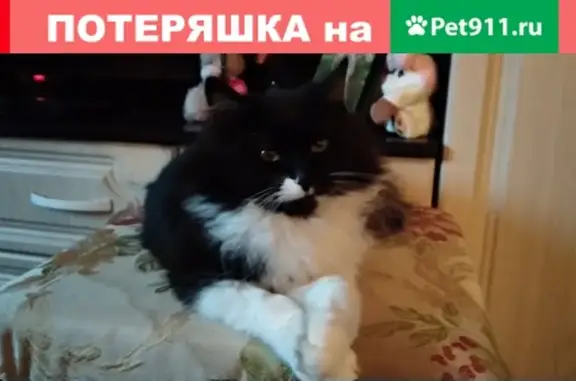 Пропала кошка Граф на Богородской улице, Москва