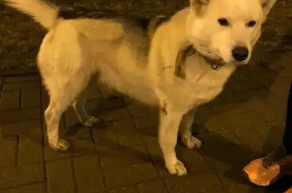 Найдена собака в Левобережном (Тула)