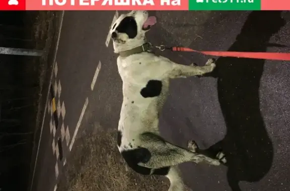 Собака найдена в Щербинке: Алабай, спокойная и контактная.