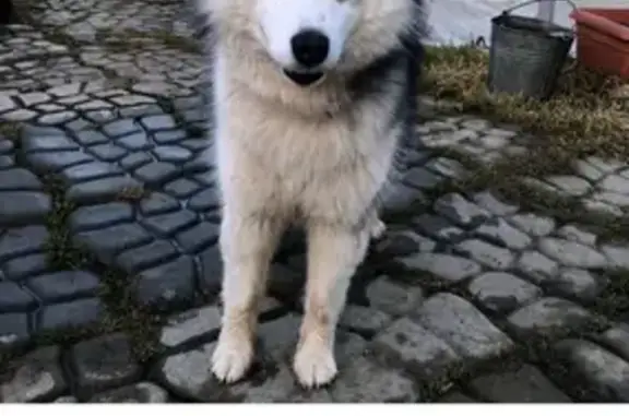 Собака найдена на участке в Волоколамске