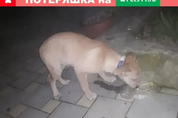 Найдена собачка с голубым ошейником в Новороссийске