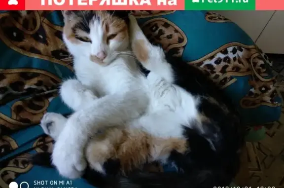 Пропала кошка на Коммунистической, Новороссийск