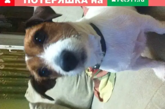 Пропала собака в Перми: Джек Рассел терьер на улице Максима Горького.