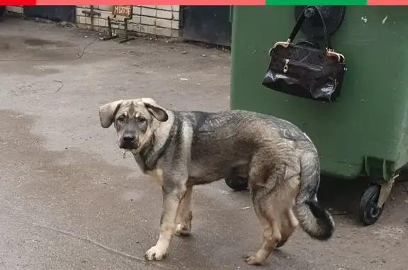Собака на Тимирязева, Нижний Новгород