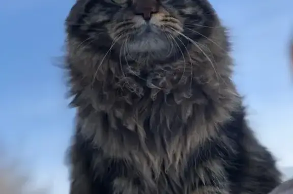 Пропала кошка Арчи в поселке Нагорный, Бийск, Алтайский край