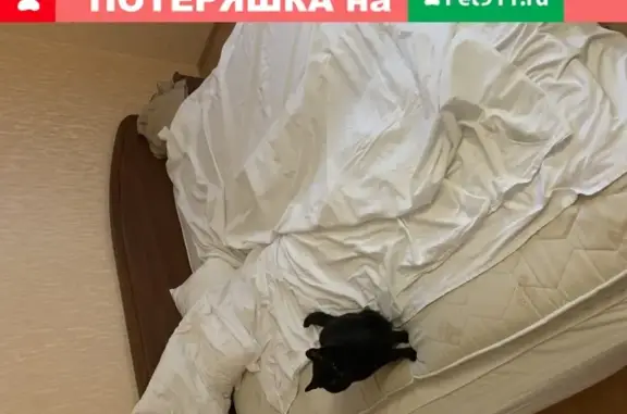 Пропал чёрный кот, Измаильская улица, Краснодар
