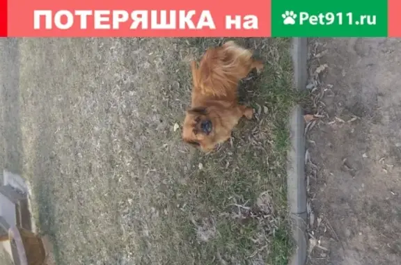 Найдена домашняя собака Пекинес в Краснослободске, Волгоградская область