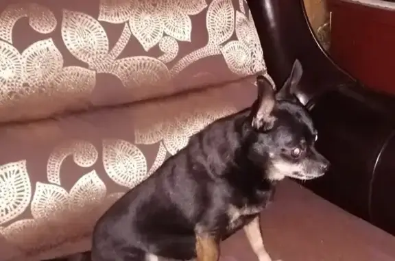 Собаки потеряшки, Калининград, фото: Потеряшка собака Тина, вознаграждение.