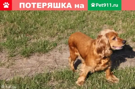 Пропала собака Рыжий, английский кокер спаниель в Москве
